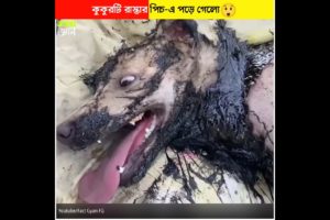 কুকুরটি রাস্তার পিচ-এ পড়ে গেল Rescue Dog #shorts