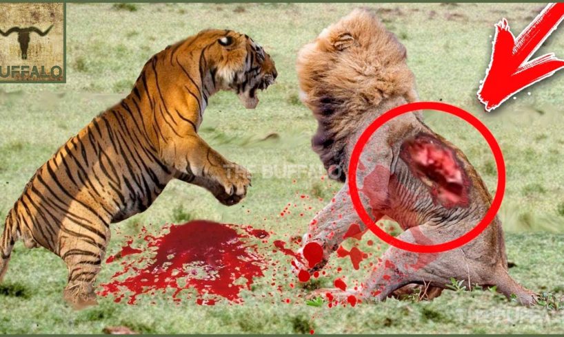 10 CRAZIEST ANIMAL FIGHTS CAUGHT ON CAMERA. Lion versus leopard, Giraffe versus giraffe