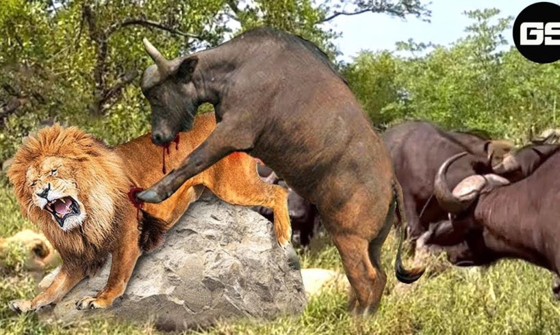 100 Craziest Animal Fights of All Time 2023