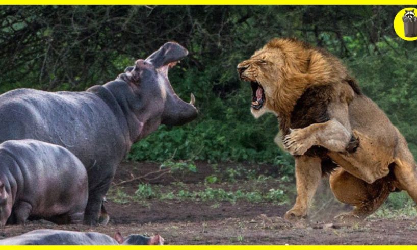 15 CRAZIEST Animal Fights OF All Time 2023