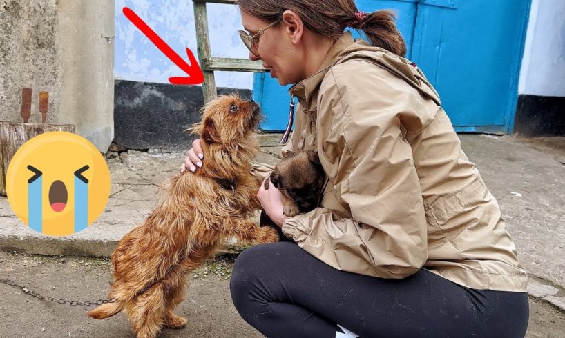 21 Animal Rescue Videos That They Asked People for Help Faith In Humanity Restored #5