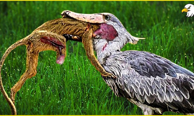 30 Ferocious Moments of Birds Hunting Their Next Meal | Animal Fight