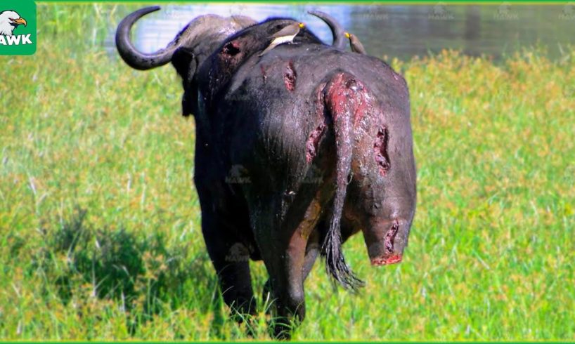 30 Moments Buffalo Injured By Animal Fight, What Happens Next?