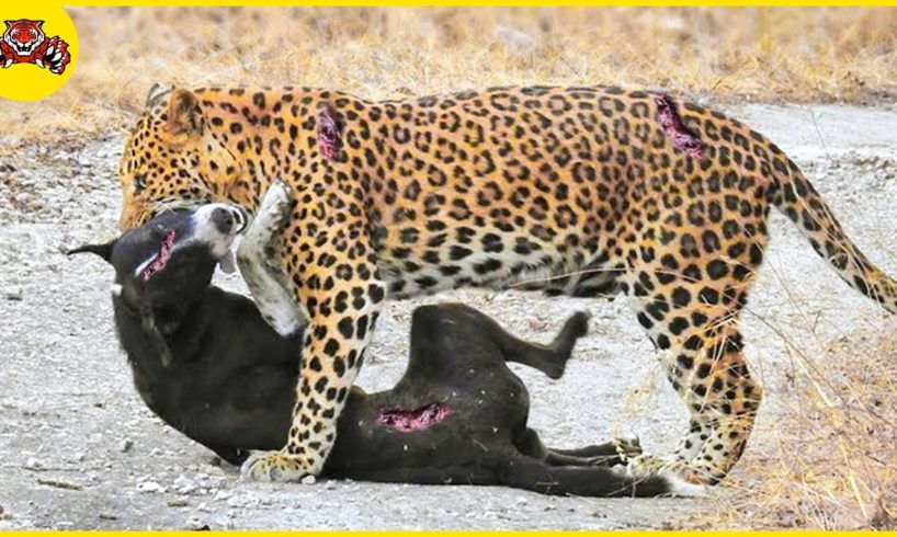 30 Moments Dogs Recklessly Fight Back A Leopard Caught On Camera | Animal Fights