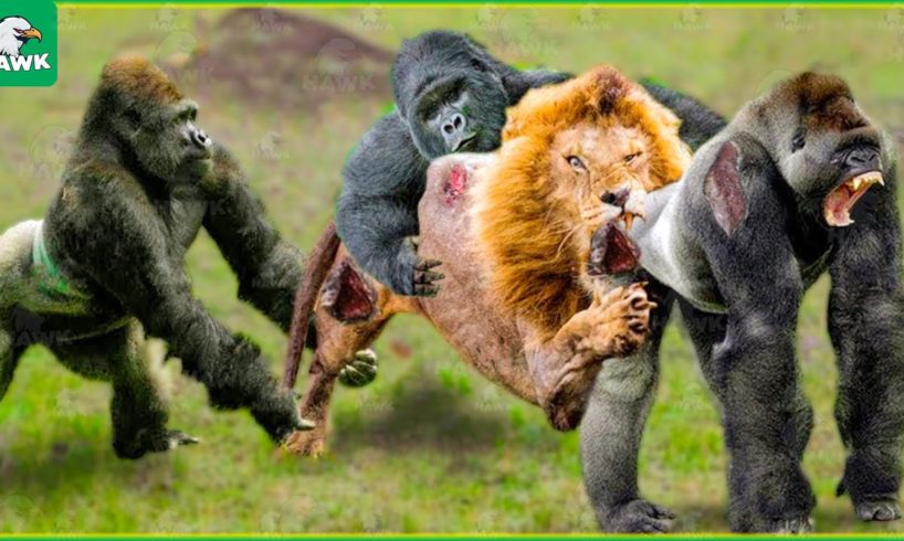 30 Moments When Gorillas Unite To Destroy Lions, What Will Happen? | Animal Fight