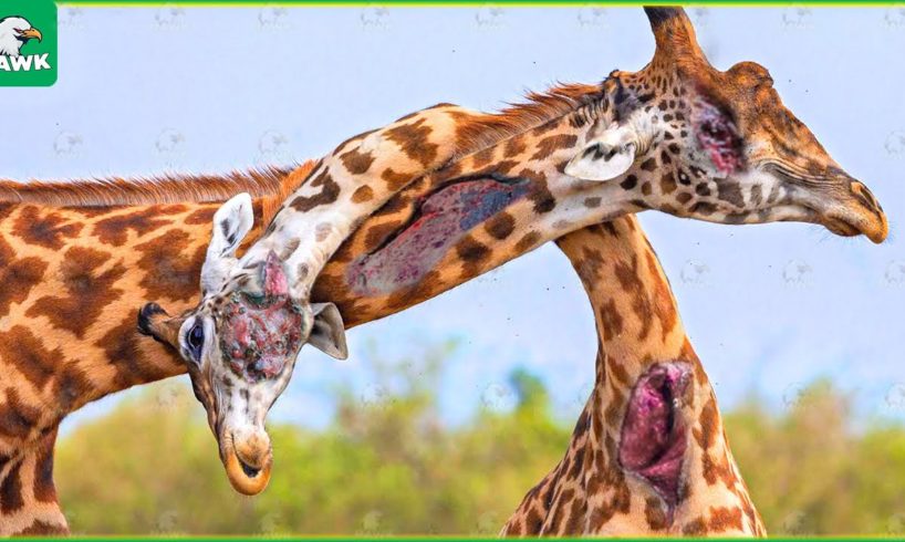 30 Scary Moments! Giraffes Fight Brutally To The Last Breath | Animal Fight