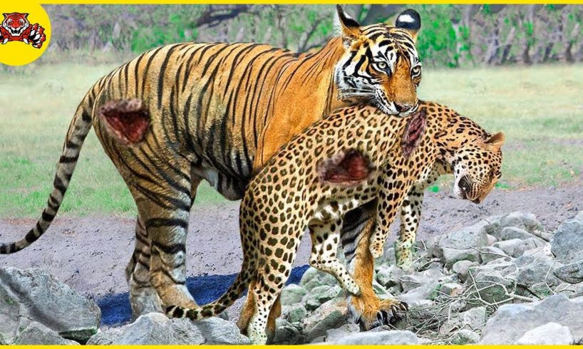 30 Unbelievable Moments When Predators Become Prey, What Happens Next? | Animal Fights