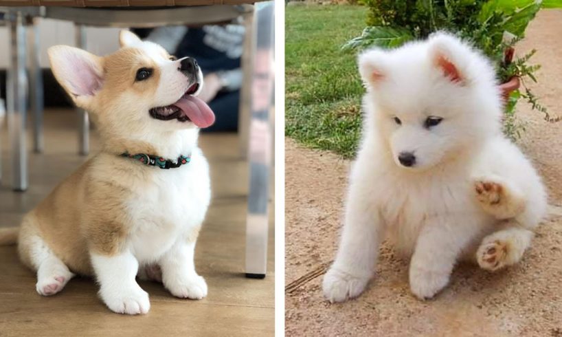 AWW 🥰 The Best Adorable Puppies in The Planet Makes Your Heart Melt 🐶| Cute Puppies