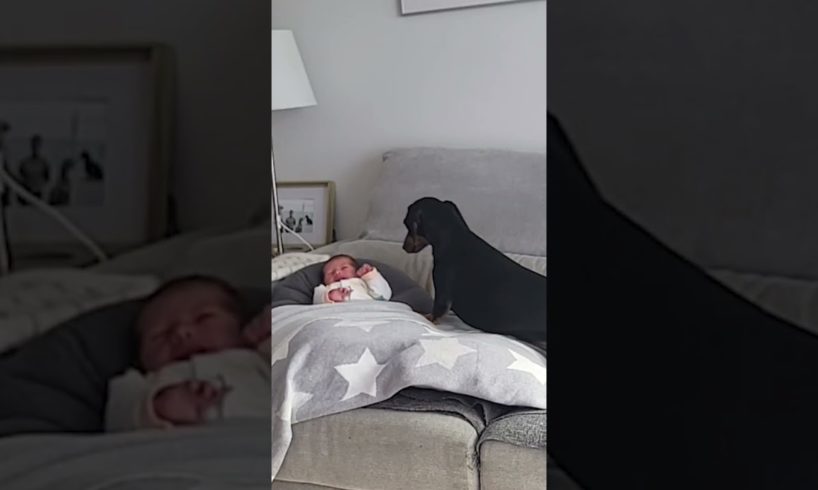 Adorable Dog Cheers Up Crying Baby With Kisses