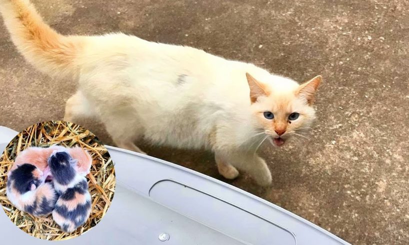 After She's Lived Her Life on the Streets, Cat Snuggles Rescuer