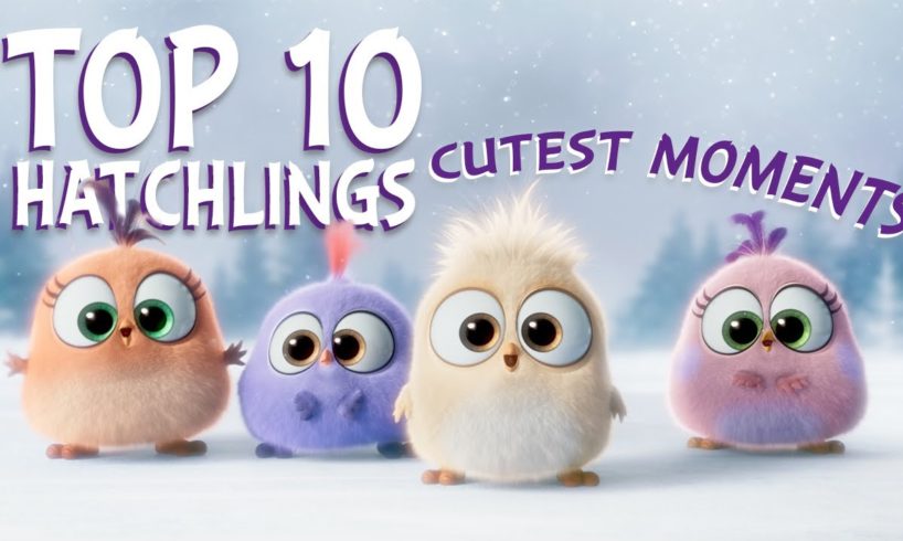 Angry Birds | Top 10 Hatchlings Cutest Moments