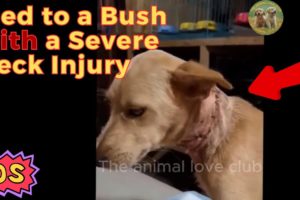 Animal Rescue Team Rescues Puppies Abandoned with Severe Neck Injuries | The animal love club