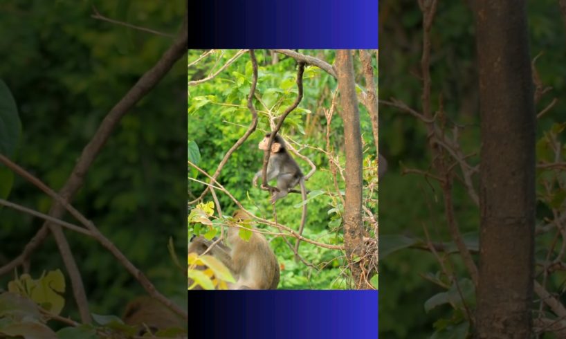 Baby Monkey playing with himself #monkey  #cute_animals #animals #wildlife #shorts