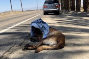 Belgian Malinois Rescued From 114 Degree Heat