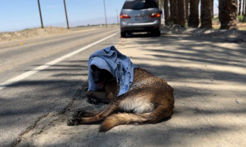 Belgian Malinois Rescued From 114 Degree Heat