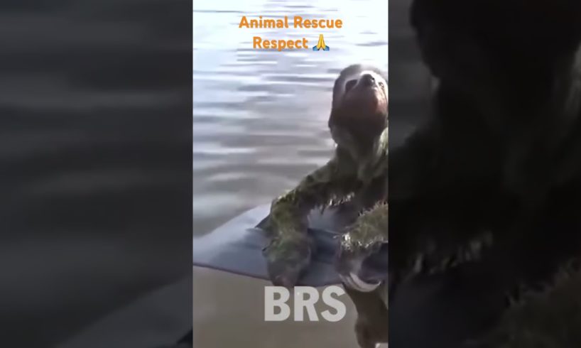 Best Animal Rescues Of The 2023