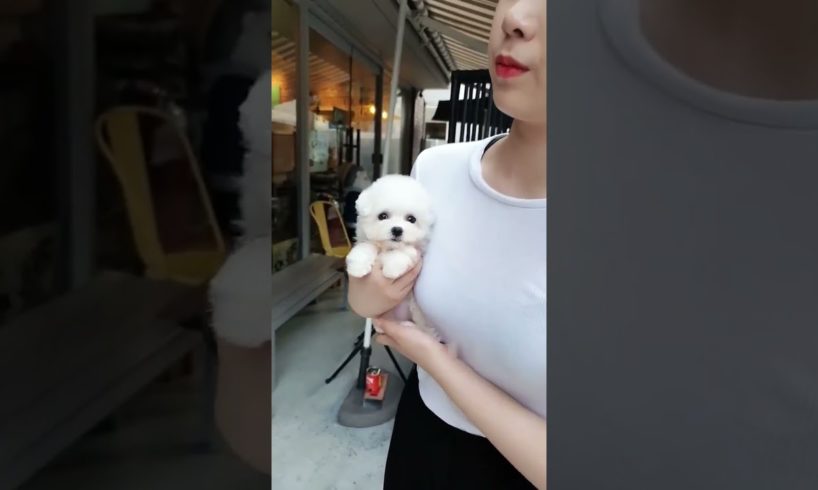 CUTEST PUPPIES   walking too well baby bichonfrise   Teacup puppies  shorts1080P HD