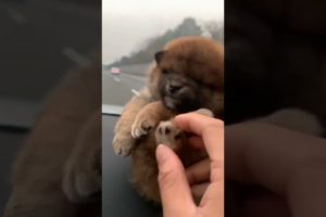 CUTEST PUPPY SLEEPING ON DASHBOARD