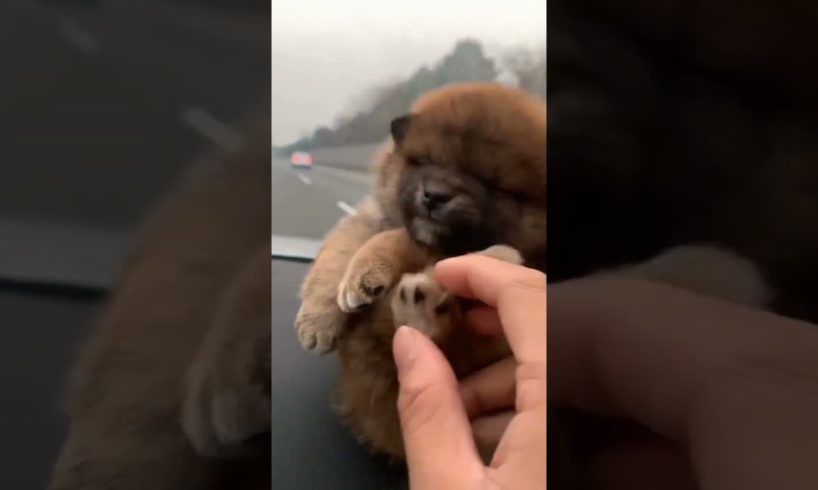 CUTEST PUPPY SLEEPING ON DASHBOARD