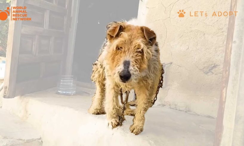 Can A Dog With a Tumor Love After Being Chained To A Wall All Its Life - Viktor Rescues Chained Dog