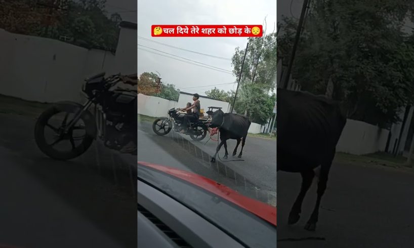 Chal diye tere sahar se 🤔😔♥️#short #trending #ytshorts #viral #animals #save #sad #song #cow #mata