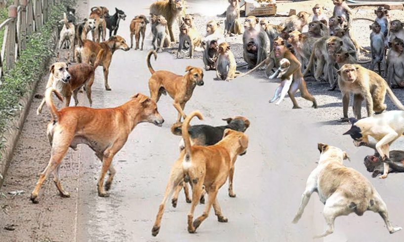 Chaos In India! Angry Monkeys Pulling Together To The Village Kill All Dogs To Avenge For Their Baby