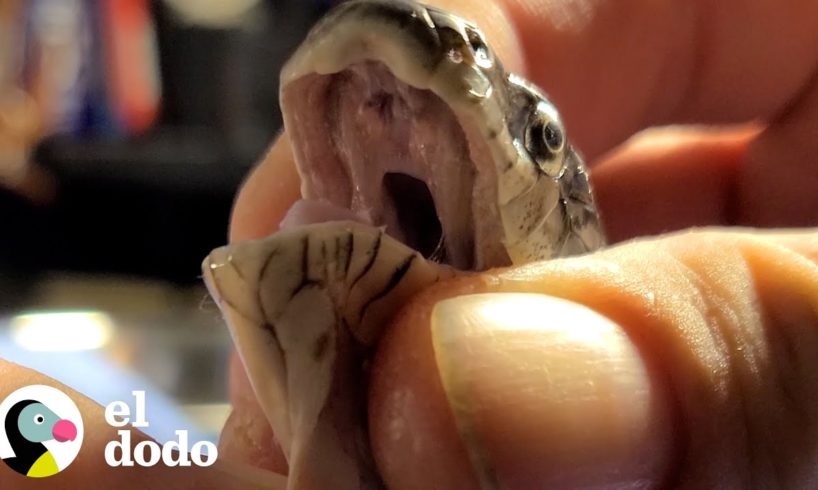 Chico se apresura a sacar la cabeza de esta serpiente de una trampa de pegamento | El Dodo