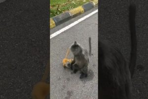 Cute Baby Monkey Playing with her Mom 🐒❤ #viral #animals #shorts