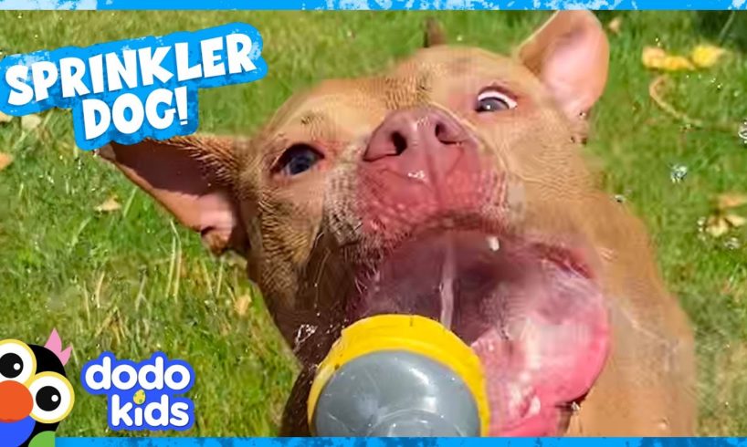 Cute Dog’s Mission Is To Jump On Every Water Sprinkler! | Dodo Kids