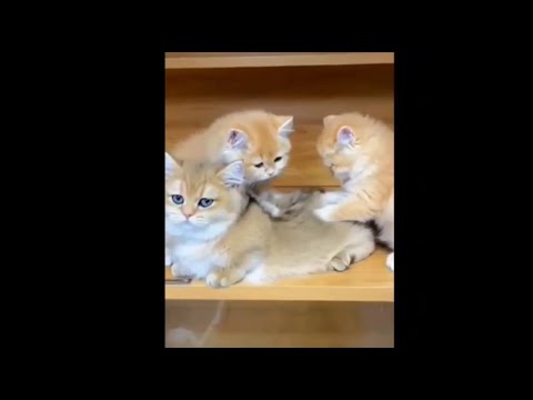 Cute Sleepy Kittens Playing: Cute Animals - Part 2