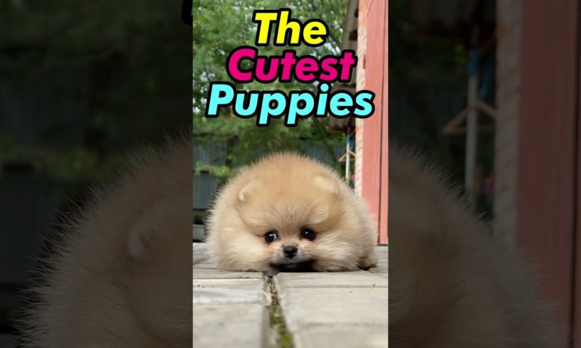 Cutest Puppies Will Make You Go Awww! ❤️ #shorts #puppies #relaxingmusic #doglovers #puppy