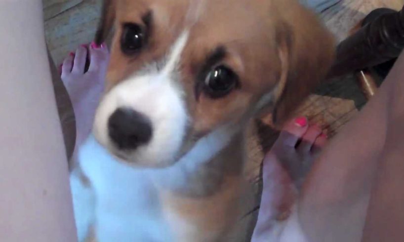 Cutest Puppy Ever!!!! Beagle Corgi Mix