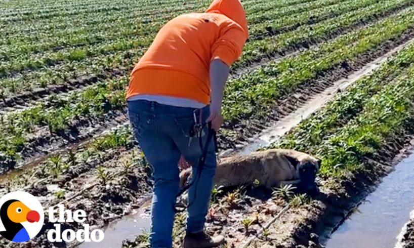 Dog Has The Best Reaction When He Reunites With His Rescuer | The Dodo