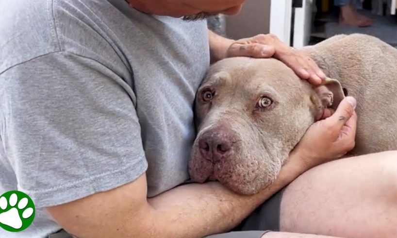 Dog Paralyzed With Fear Learns What Love Is