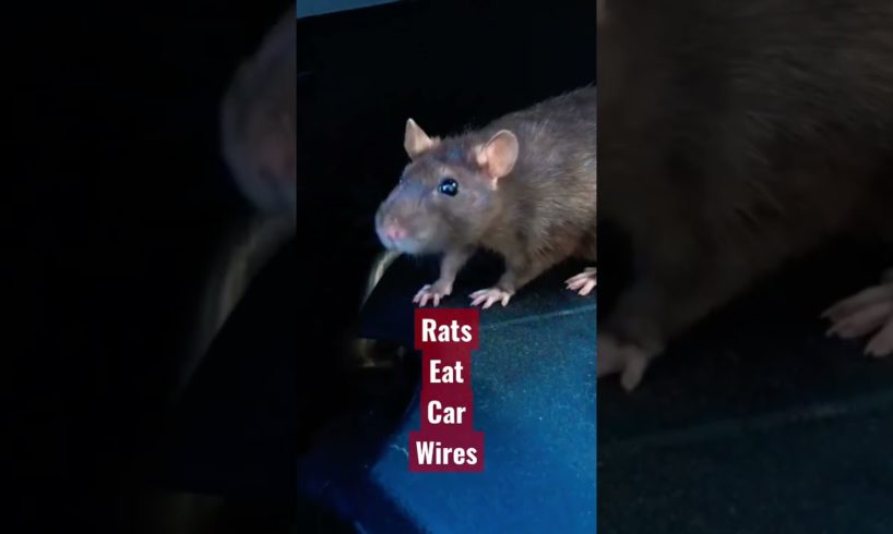 Engine Rat 🐀 😖 #shorts #animals