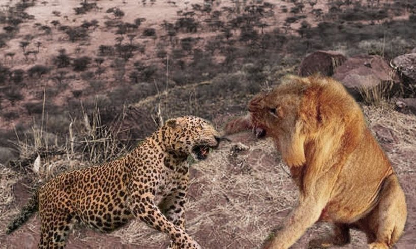 Extreme fight Big Leopard vs Lion, Wild Animals Attack