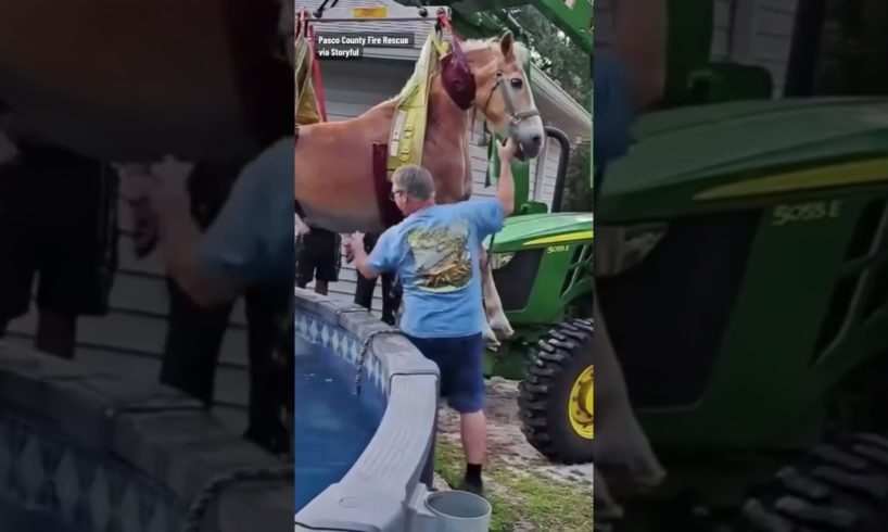 Florida firefighters rescue horse that fell into a pool #shorts