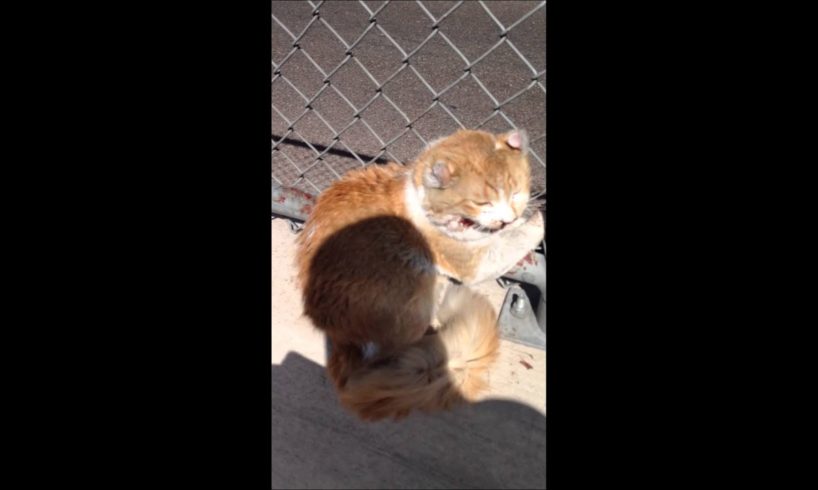 Freeway cat rescued