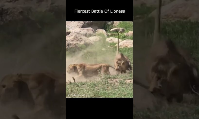 Friercest Battle Of Lioness #shorts  #wildlifeanimal