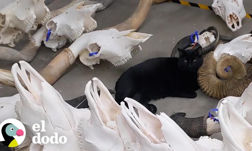 Gato de refugio trabaja ahora en un museo | Cat Crazy | El Dodo