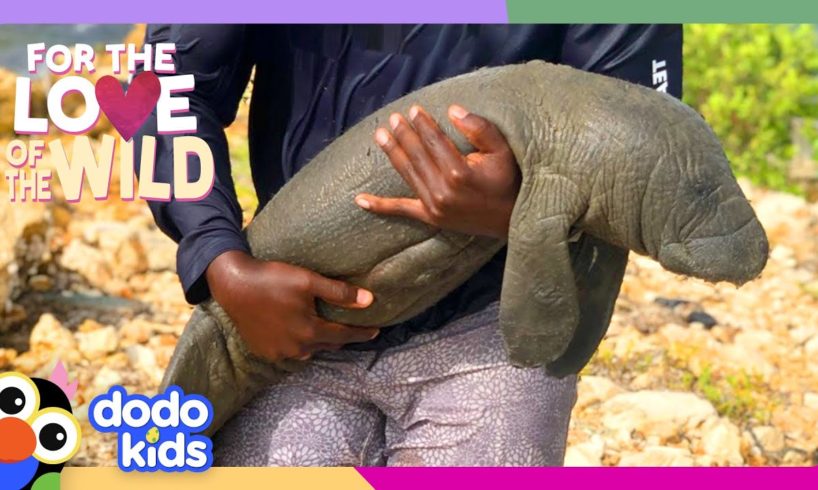 Hero Has Been Rescuing Manatees Since Age 11! | Dodo Kids | For The Love Of The Wild