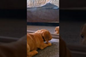 Hilarious Video Of A Puppy Playing In The Mirror #shorts