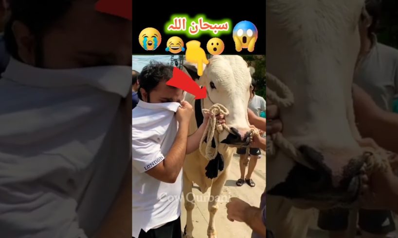 LOVE ❤ سبحان اللہ beautiful qurbani animals for eid ul adha 2023 😱😧 #shorts #viralvideos  #cow