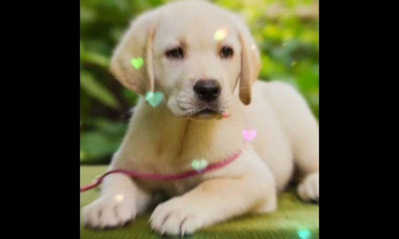 Labrador Breed Cutest Puppies#7 🤩😍#cute #breed #shorts