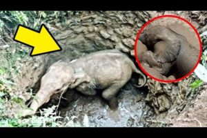 Mother elephant need help his son is in Trouble 😯😭। Animal Rescue Video।Reli Animal