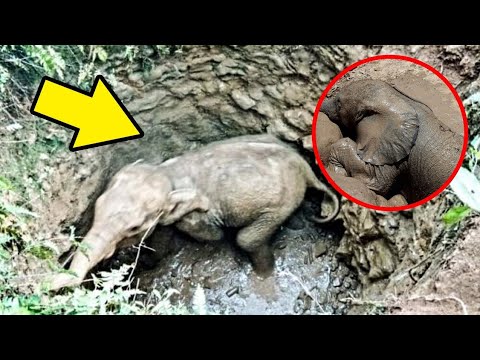 Mother elephant need help his son is in Trouble 😯😭। Animal Rescue Video।Reli Animal