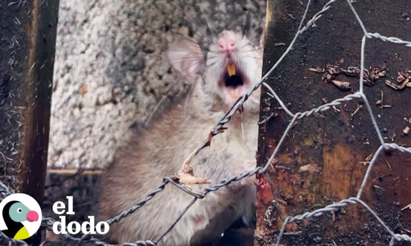 Mujer ve una rata atrapada mientras se acerca un huracán | El Dodo