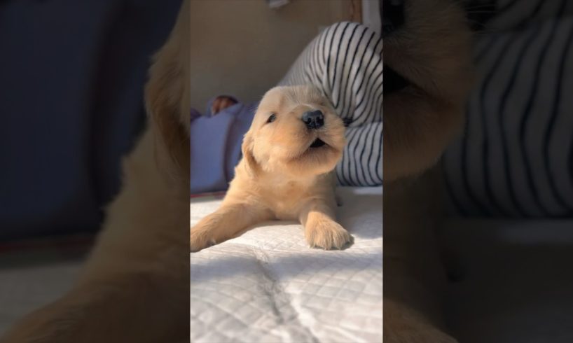 Newborn Puppy #dog #goldenretriever #puppy #shorts