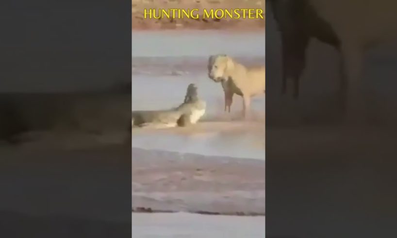 Nice Group Work | Hunting Monster | Animal Fight | #animalsfight #shorts #shortvideo #shortsvideo