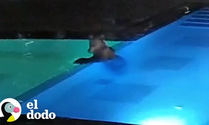 Oso se cuela en una piscina pública todas las noches I El Dodo